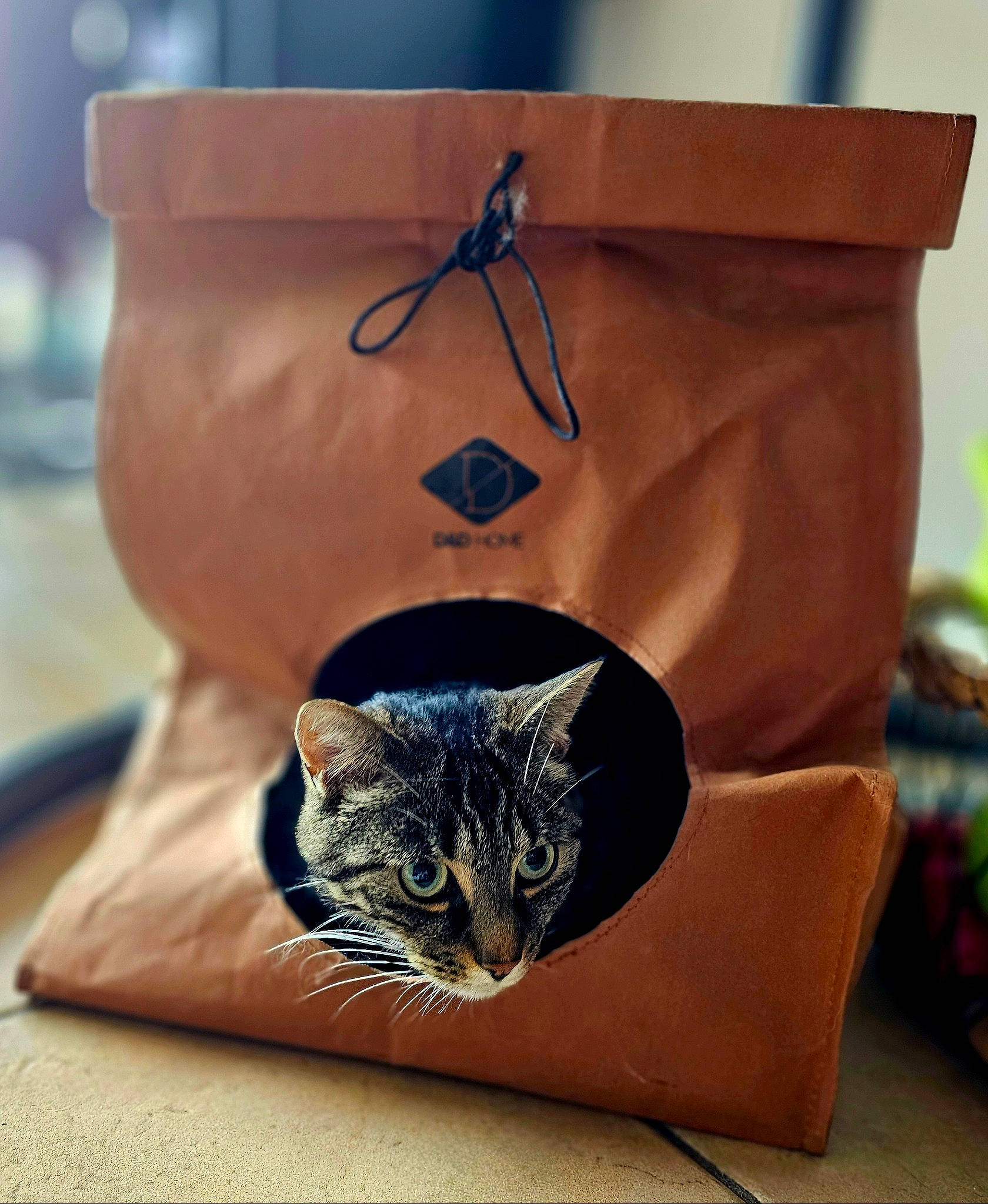 Bernie a rejoint le concours — aidez-le/la à gagner de superbes lots ! black_cat, carnivore, cat, comfort, cup, domestic_short_haired_cat, drinkware, fashion_accessory, fawn, felidae, flowerpot, fur, hat, metal, paper_bag, serveware, small_to_medium_sized_cats, tail, whiskers, wood