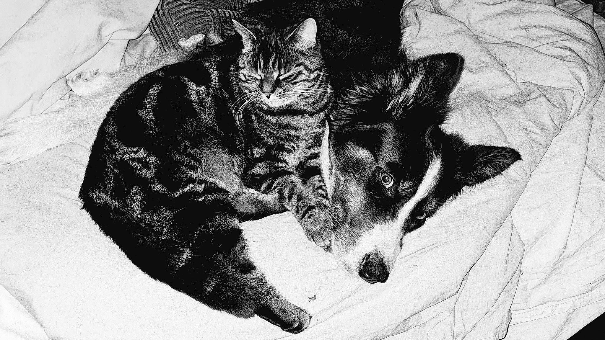 Bernie a rejoint le concours — aidez-le/la à gagner de superbes lots ! bored, carnivore, cat, claw, comfort, companion_dog, dog, dog_breed, domestic_short_haired_cat, drawing, felidae, fur, monochrome, monochrome_photography, paw, small_to_medium_sized_cats, snout, sporting_group, tail, whiskers