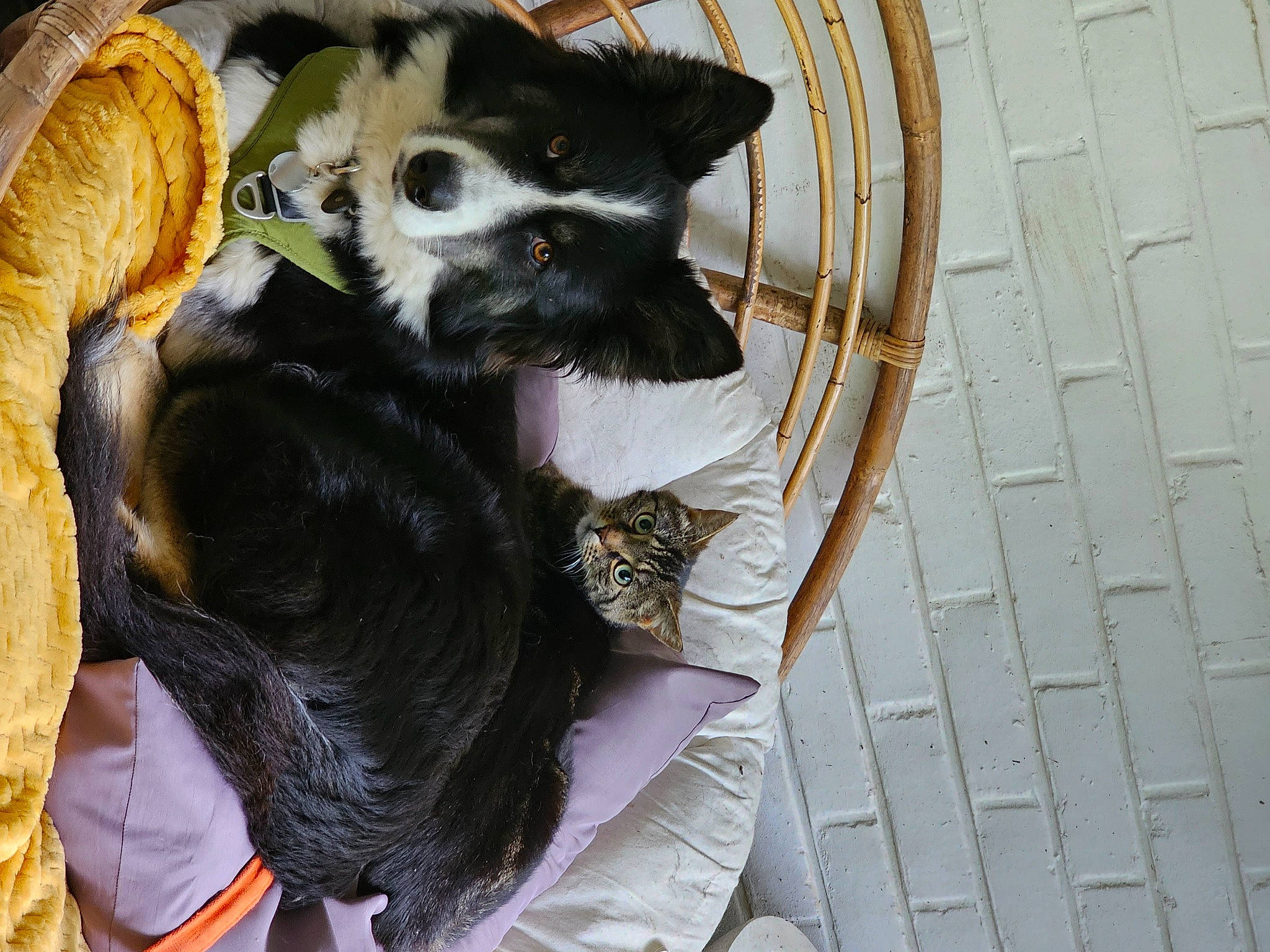 Bernie participe au concours pour gagner de l'argent avec cette photo : carnivore, chihuahua, collar, companion_dog, dog, dog_breed, dog_clothes, dog_supply, fawn, felidae, fur, pet_supply, small_terrier, small_to_medium_sized_cats, snout, sporting_group, tail, toy_dog, whiskers, working_animal