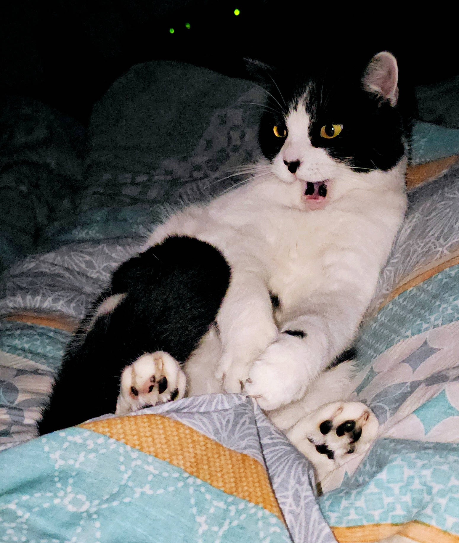 Tachette-bella participe au concours pour gagner de l'argent avec cette photo : bedding, carnivore, cat, claw, comfort, domestic_short_haired_cat, felidae, foot, fur, lap, linens, nap, pattern, paw, sitting, small_to_medium_sized_cats, tail, textile, whiskers