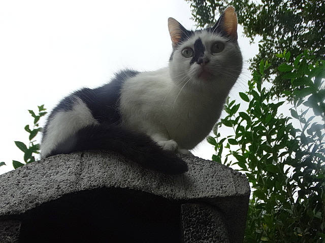 Tachette-bella participe au concours pour gagner de l'argent avec cette photo : art, carnivore, cat, domestic_short_haired_cat, felidae, fur, grass, plant, sky, small_to_medium_sized_cats, tail, tree, twig, whiskers, wood