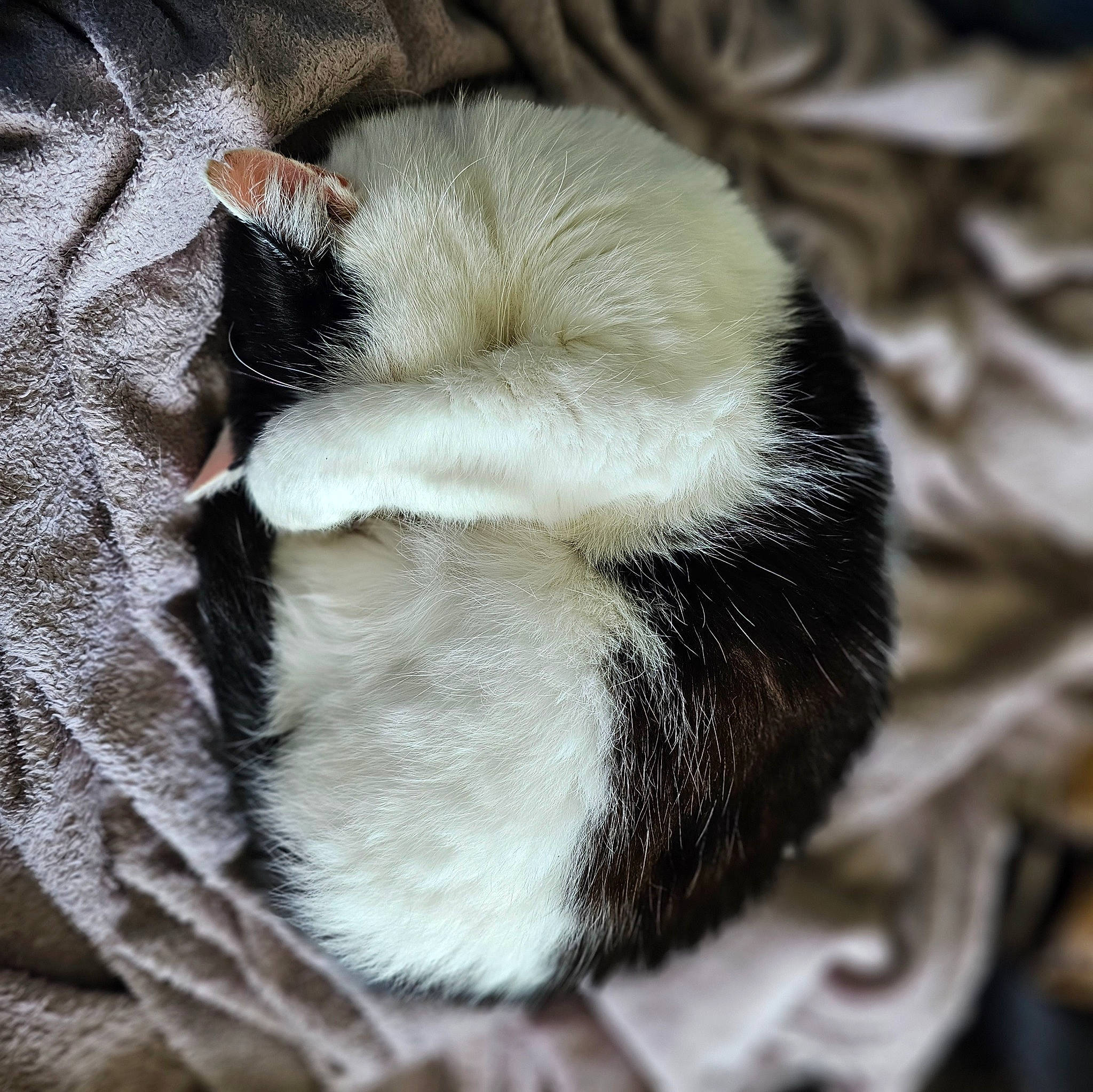 Tachette-bella a rejoint le concours — aidez-le/la à gagner de superbes lots ! carnivore, cat, cat_supply, claw, comfort, dog_breed, felidae, fur, nap, paw, sleep, small_to_medium_sized_cats, sporting_group, tail, terrestrial_animal, whiskers