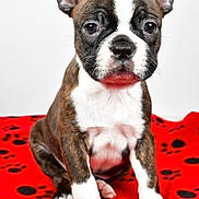 Bishop is registered to the contest to win money with this photo: animal, blanket, brindle, canine, cute, dog, ears, eyes, fur, indoor, nose, paw_prints, pet, portrait, puppy, red, sitting, small, white, young