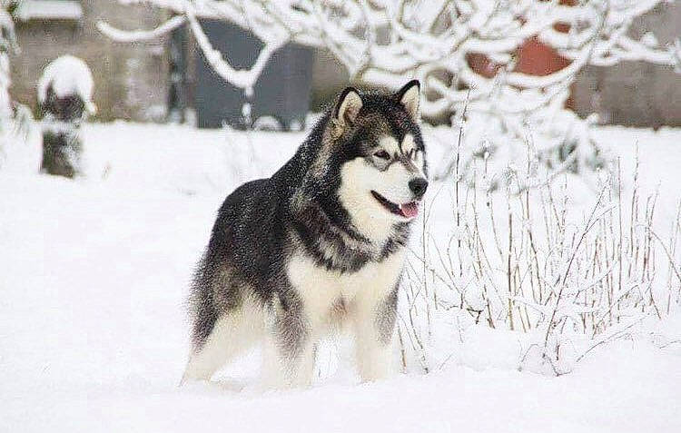 Gecko a rejoint le concours — aidez-le/la à gagner de superbes lots ! canidae, canis, carnivore, dog, dog_breed, freezing, fur, geological_phenomenon, ice, precipitation, sled_dog, snout, snow, sporting_group, twig, vertebrate, winter, wolf, wolfdog, working_animal