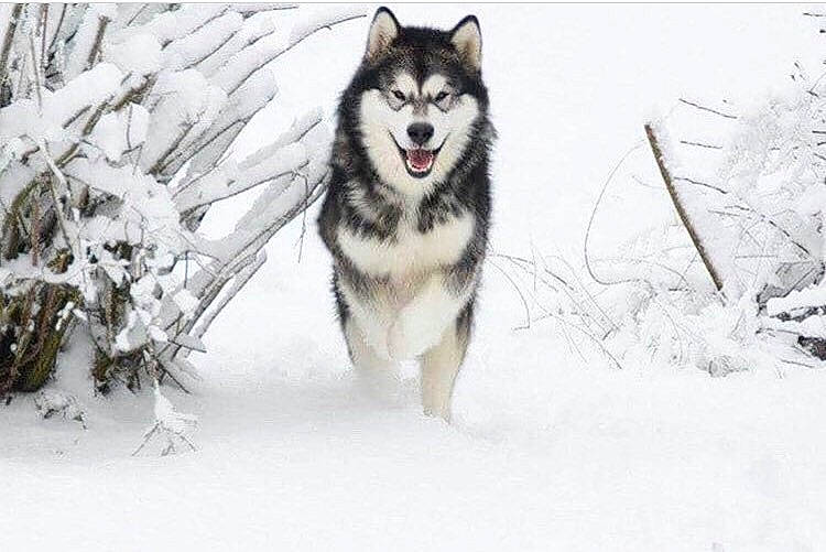 Gecko a rejoint le concours — aidez-le/la à gagner de superbes lots ! blizzard, canidae, canis, carnivore, dog, dog_breed, freezing, fur, geological_phenomenon, glacial_landform, ice, precipitation, sled_dog, snout, snow, vertebrate, winter, wolf, wolfdog, working_animal