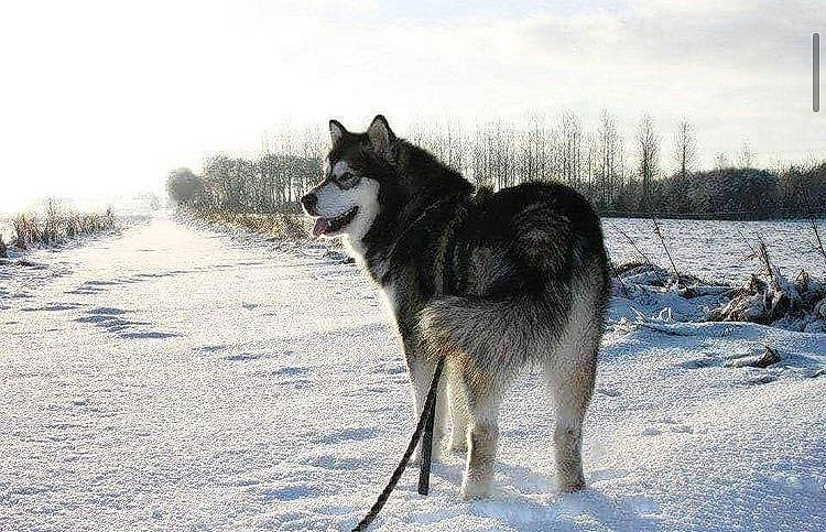 Gecko a rejoint le concours — aidez-le/la à gagner de superbes lots ! canidae, canis, carnivore, companion_dog, dog, dog_breed, freezing, guard_dog, northern_inuit_dog, precipitation, sled_dog, snout, snow, sporting_group, vertebrate, winter, wolf, wolfdog, working_animal, working_dog