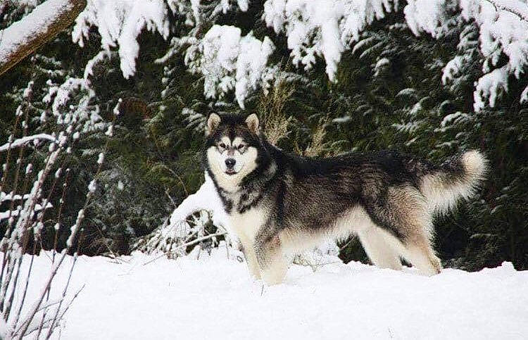 Gecko participe au concours pour gagner de l'argent avec cette photo : canidae, canis, carnivore, dog, dog_breed, evergreen, freezing, frost, fur, geological_phenomenon, ice, natural_environment, precipitation, sled_dog, snow, twig, vertebrate, winter, wolf, wolfdog