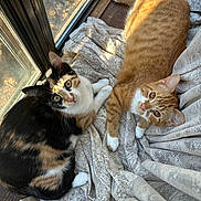 Tilly N Milly joined the competition — help win amazing prizes! blanket, calico_cat, cat, cats, companions, cozy, curious, eyes, feline, floor, fur, indoor, orange_tabby, pets, relaxing, resting, sunlight, whiskers, window, wooden_floor