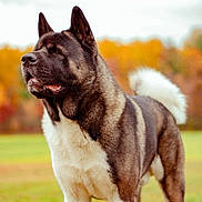 Loki joined the competition — help win amazing prizes! dog, akita, canine, pet, outdoor, autumn, fall_colors, fur, curled_tail, standing, profile, portrait, grassy_field, pointed_ears, muzzle, large_breed, whiskers, park, paws, nature