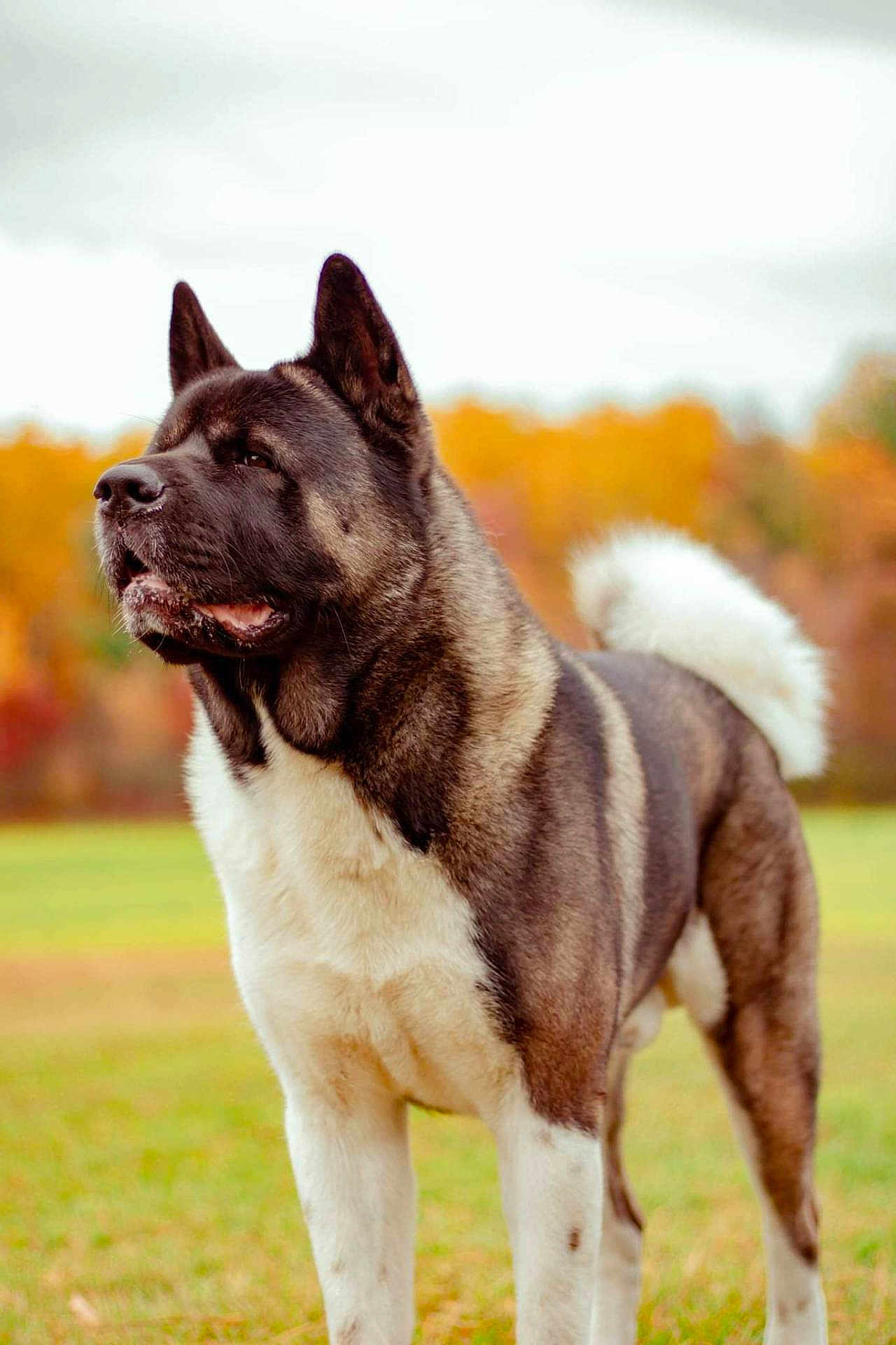 Loki joined the competition — help win amazing prizes! dog, akita, canine, pet, outdoor, autumn, fall_colors, fur, curled_tail, standing, profile, portrait, grassy_field, pointed_ears, muzzle, large_breed, whiskers, park, paws, nature