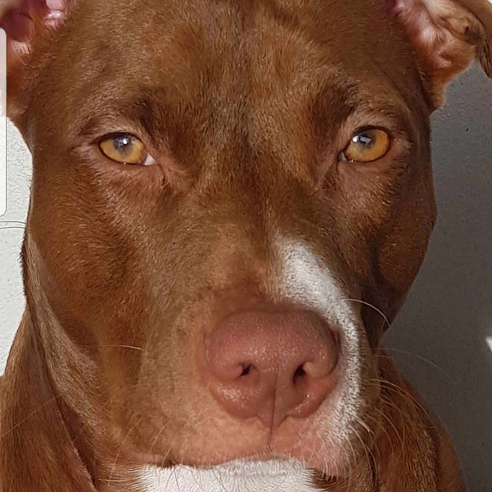 Xena