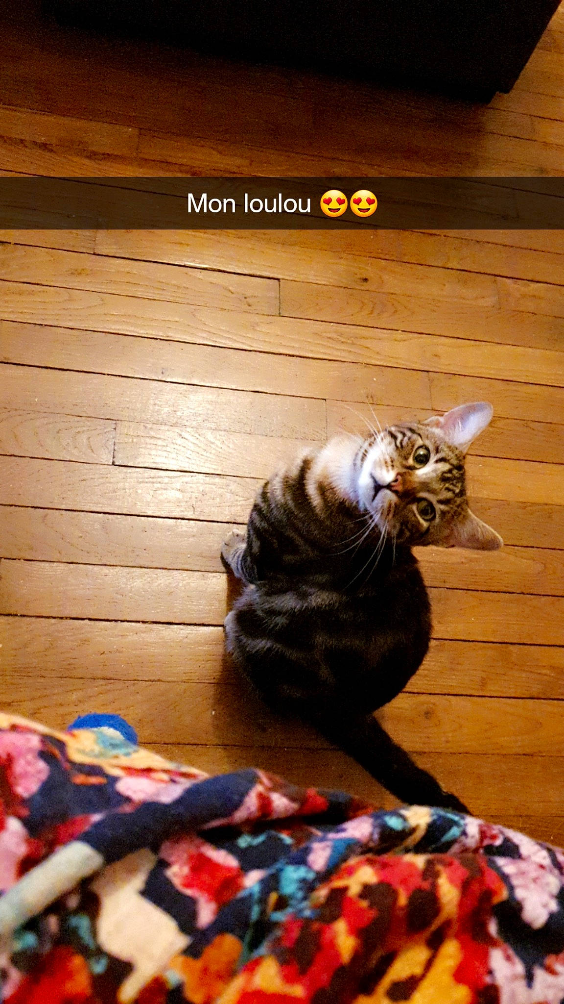 Loulou participe au concours pour gagner de l'argent avec cette photo : carnivore, cat, companion_dog, dog_breed, domestic_short_haired_cat, fawn, felidae, floor, flooring, fur, hardwood, light, room, small_to_medium_sized_cats, snapshot, tail, toy, whiskers, wood, wood_stain