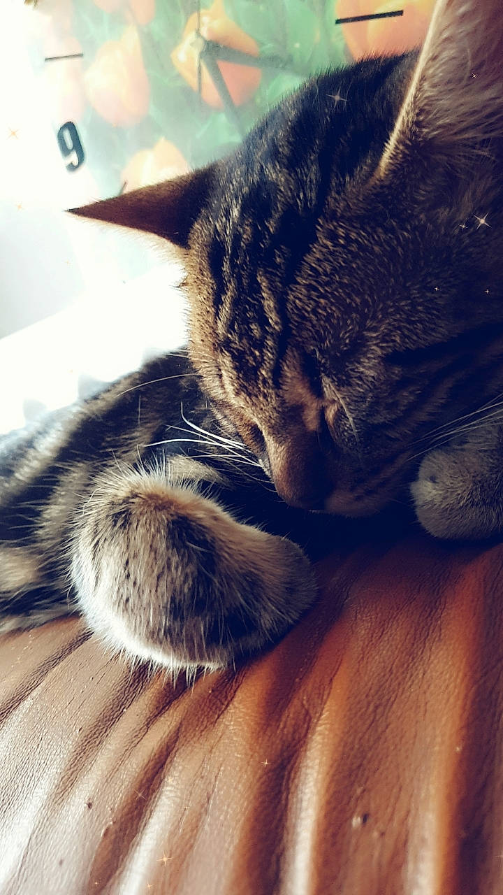 Loulou a rejoint le concours — aidez-le/la à gagner de superbes lots ! carnivore, cat, claw, cloud, comfort, domestic_short_haired_cat, ear, felidae, fur, human_leg, meteorological_phenomenon, nap, paw, sky, small_to_medium_sized_cats, snout, tail, whiskers, wildlife, wood