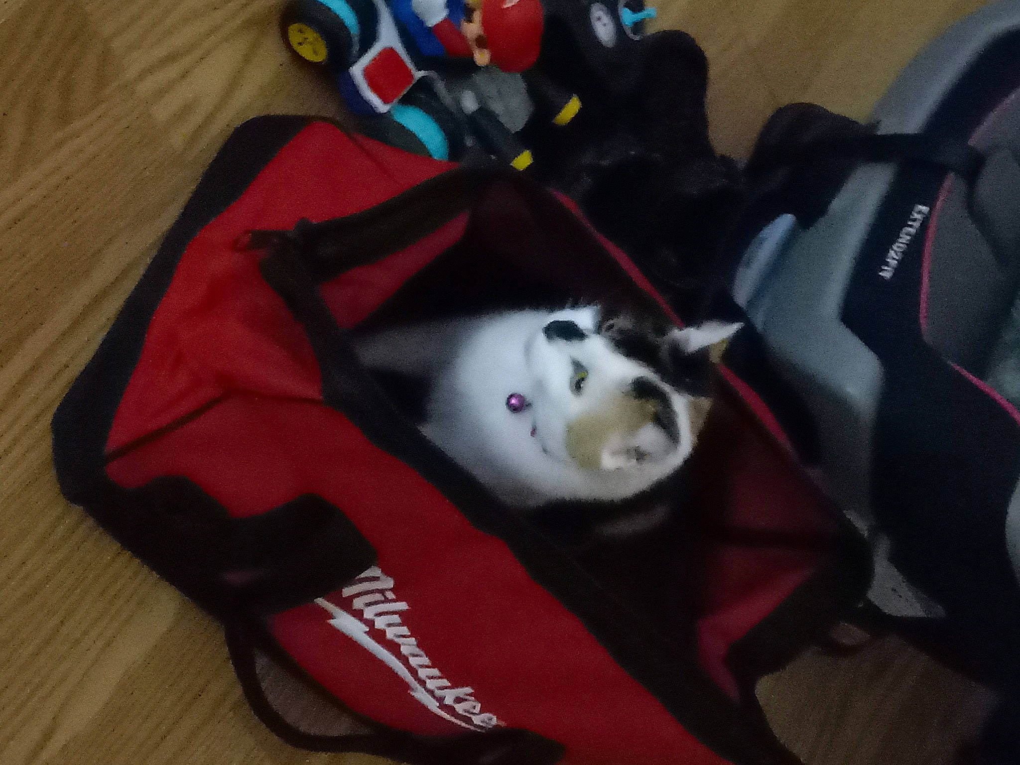 Resse Cup is registered to the contest to win money with this photo: bag, carmine, fictional_character, personal_protective_equipment, plush, red, room, sleeve, stuffed_toy, toy