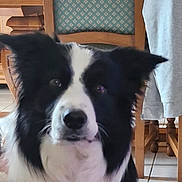 Titou a rejoint le concours — aidez-le/la à gagner de superbes lots ! dog, border_collie, black_and_white, indoor, chair, patterned_cushion, wooden_furniture, pet, ears_up, tile_floor, gray_garment, close_up, animal, companion, domestic, floor, household, fur, canine, portrait