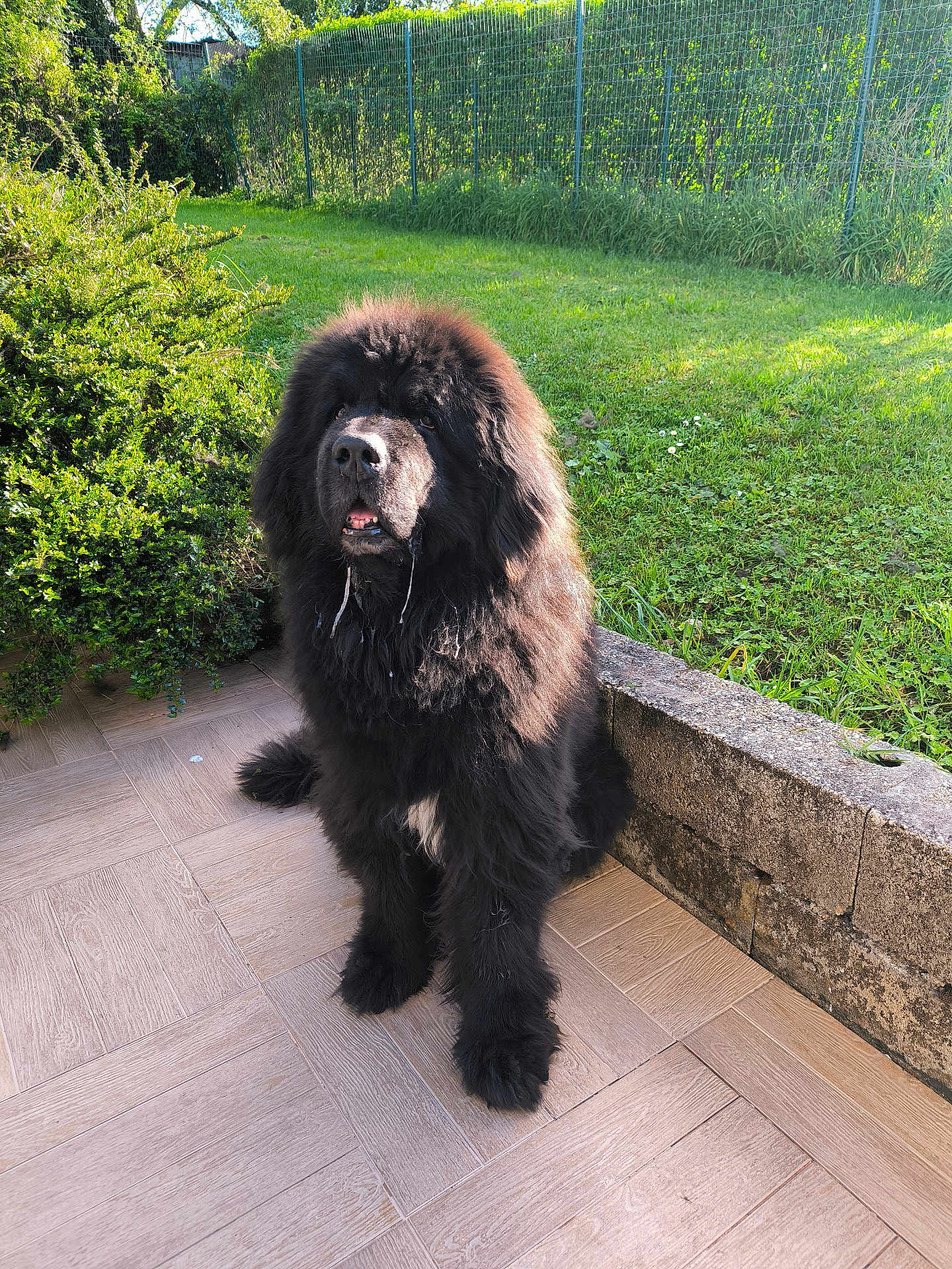 Jack'Son participe au concours pour gagner de l'argent avec cette photo : dog, black_dog, fluffy, drooling, sitting, patio, tiled_floor, stone_wall, garden, grass, greenery, bush, fence, outdoor, daylight, pet, canine, animal, nature, portrait