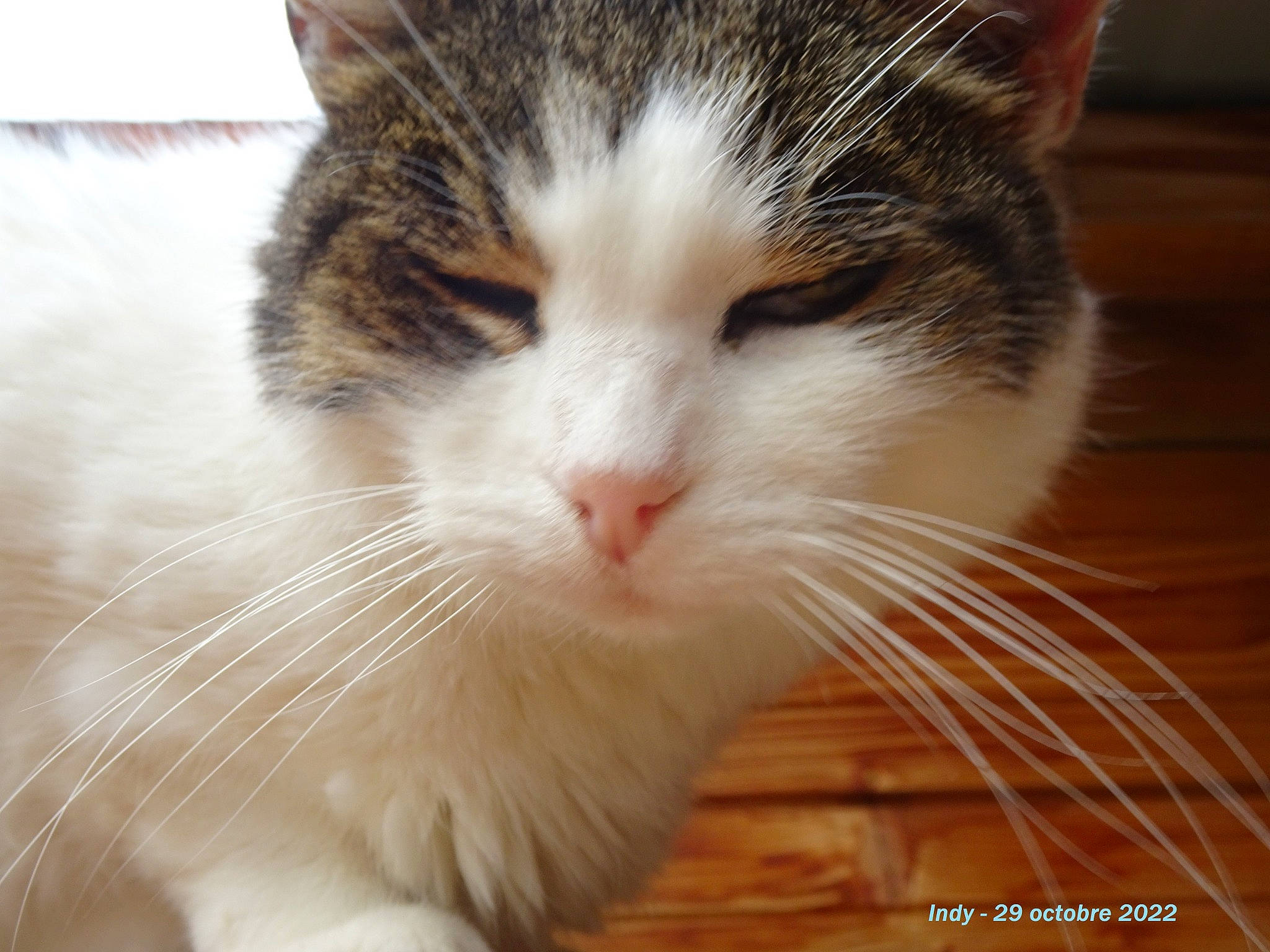 Indy a rejoint le concours — aidez-le/la à gagner de superbes lots ! carnivore, cat, close_up, domestic_short_haired_cat, eye, felidae, fur, head, paw, small_to_medium_sized_cats, snout, tail, whiskers, window, wood