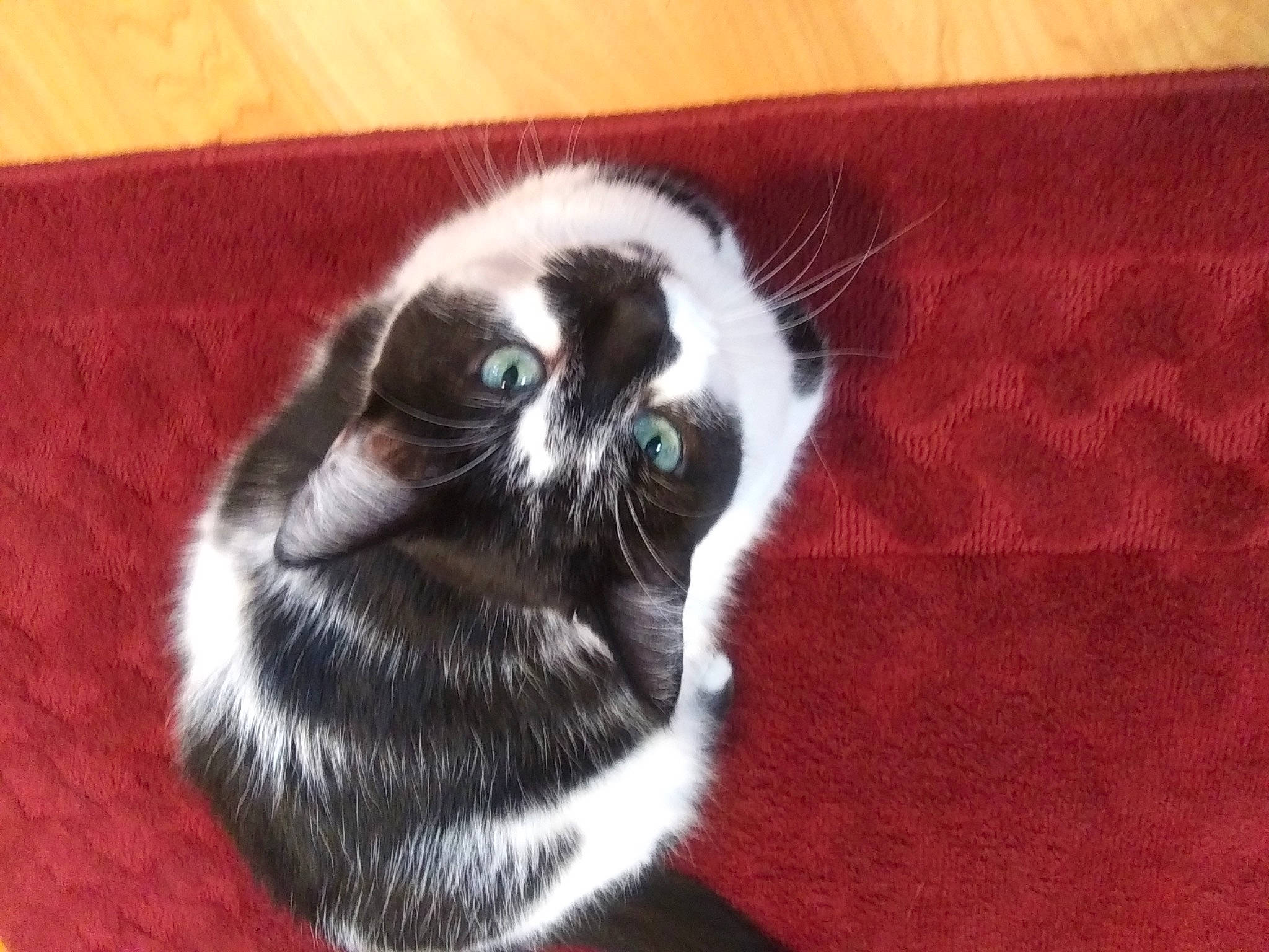 Falina is registered to the contest to win money with this photo: carnivore, cat, cat_supply, claw, comfort, dog_breed, domestic_short_haired_cat, felidae, flooring, foot, fur, hardwood, paw, small_to_medium_sized_cats, snout, tail, terrestrial_animal, whiskers, wood