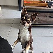 Tango a rejoint le concours — aidez-le/la à gagner de superbes lots ! dog, chihuahua, indoor, tile_floor, rug, wooden_furniture, tray, bottle, pet, small_dog, curious, standing, cute, animal, ears_up, looking, front_view, domestic, companion, home