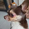 Tango a rejoint le concours — aidez-le/la à gagner de superbes lots ! dog, chihuahua, pet, close_up, side_profile, brown_fur, white_fur, indoor, floor_tile, ear, eye, nose, animal, cute, small_dog, fur, domestic_animal, portrait, canine, whiskers