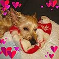 Steffy F. M.