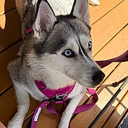 Reign joined the competition — help win amazing prizes! dog, siberian_husky, blue_eyes, harness, pink_harness, leash, wooden_deck, sunlight, pet, animal, canine, outdoor, paw, fur, portrait, looking_up, resting, daylight, closeup, cute