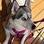 dog, siberian_husky, blue_eyes, harness, pink_harness, leash, wooden_deck, sunlight, pet, animal, canine, outdoor, paw, fur, portrait, looking_up, resting, daylight, closeup, cute
