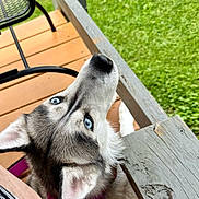 Reign joined the competition — help win amazing prizes! animal, blue_eyes, canine, close_up, collar, curious, daylight, dog, domestic_animal, ears, fur, grass, looking_up, nature, outdoor, pet, portrait, siberian_husky, snout, wooden_deck