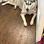 animal, bandana, blue_eyes, canine, companion, cute, dog, domestic_animal, fur, household, husky, indoor, lying_down, paw, pet, relaxed, resting, tongue_out, white_door, wooden_floor