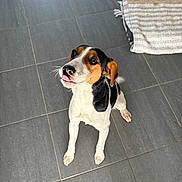 Vodka participe au concours pour gagner de l'argent avec cette photo : dog, pet, floor, tile, indoor, animal, cute, playful, looking_up, tongue_out, brown, white, black, ears, sitting, striped_rug, waiting, companion, friendly, domestic