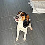 dog, pet, floor, tile, indoor, animal, cute, playful, looking_up, tongue_out, brown, white, black, ears, sitting, striped_rug, waiting, companion, friendly, domestic
