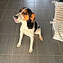 Vodka a rejoint le concours — aidez-le/la à gagner de superbes lots ! dog, pet, indoor, floor, tile, brown, black, white, animal, cute, sitting, looking_up, tongue_out, striped_blanket, cozy, kitchen, home, fur, small_dog, companion