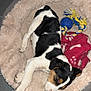 Vodka participe au concours pour gagner de l'argent avec cette photo : puppy, dog, sleeping, bed, blanket, toy, indoor, cozy, black_and_white, brown, fur, pet, canine, resting, cute, animal, floor, rope_toy, soft, comfort