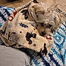 animal, blanket, brown, comfort, cozy, cute, dog, floor, fur, indoor, looking_up, lying_down, pattern, pet, quilt, resting, small_dog, soft, white, wooden_floor