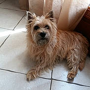 Ficelle participe au concours pour gagner de l'argent avec cette photo : dog, pet, indoor, tile_floor, curtains, wooden_door, natural_light, scruffy, fluffy, brown_dog, relaxed, laying_down, canine, fur, domestic_animal, companion, quiet, resting, home, animal