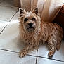 dog, pet, indoor, tile_floor, curtains, wooden_door, natural_light, scruffy, fluffy, brown_dog, relaxed, laying_down, canine, fur, domestic_animal, companion, quiet, resting, home, animal