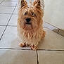 dog, indoor, floor, tile, fur, pet, animal, sitting, cute, scruffy, fluffy, ears, brown, looking, face, wall, sofa, home, companion, canine