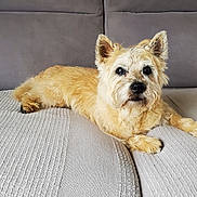Fidji participe au concours pour gagner de l'argent avec cette photo : dog, pet, couch, indoor, fur, relaxed, light_brown, animal, laying, ears, face, nose, paw, looking, home, comfortable, texture, canine, companion, cute