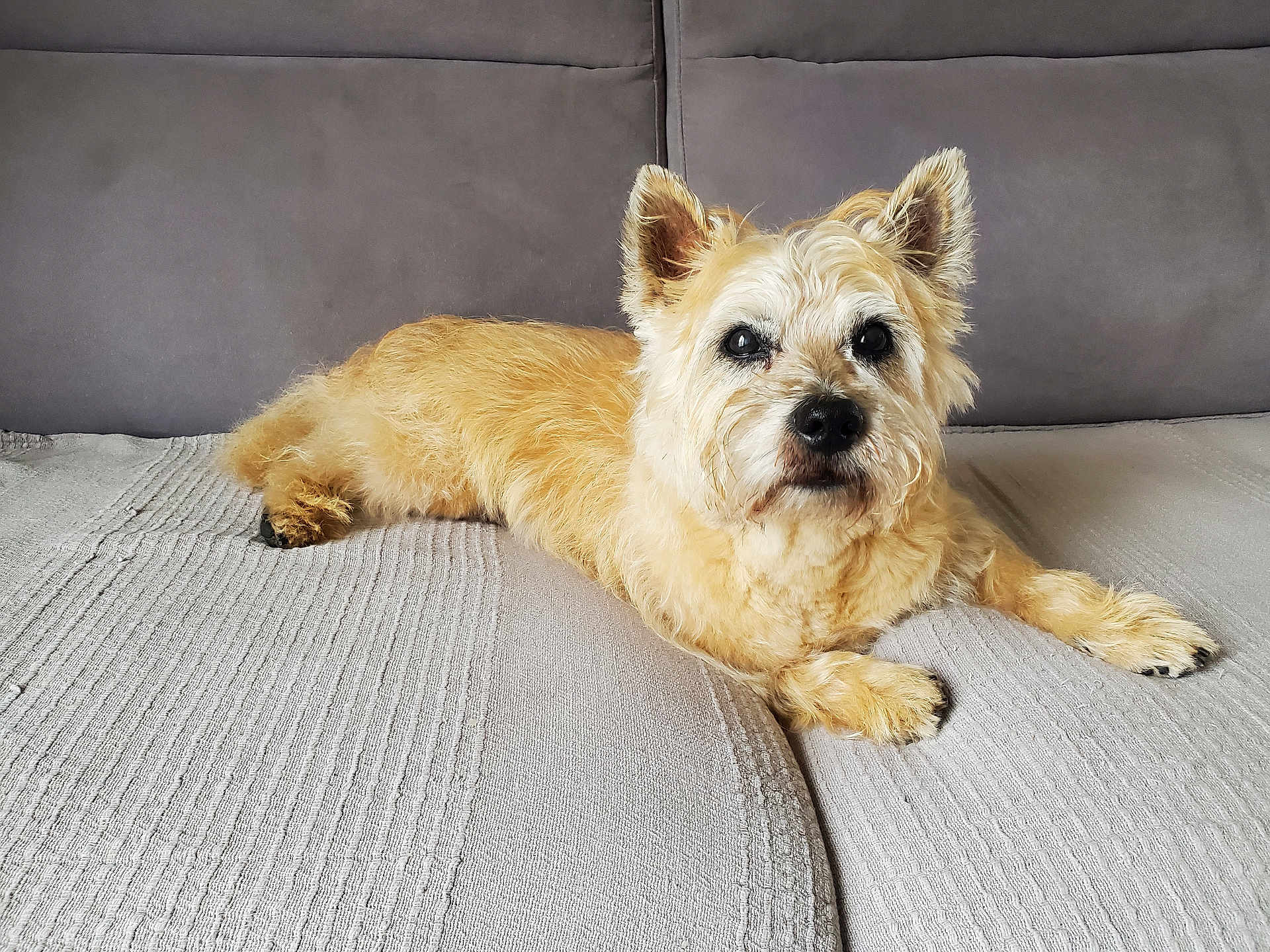 Fidji participe au concours pour gagner de l'argent avec cette photo : dog, pet, couch, indoor, fur, relaxed, light_brown, animal, laying, ears, face, nose, paw, looking, home, comfortable, texture, canine, companion, cute