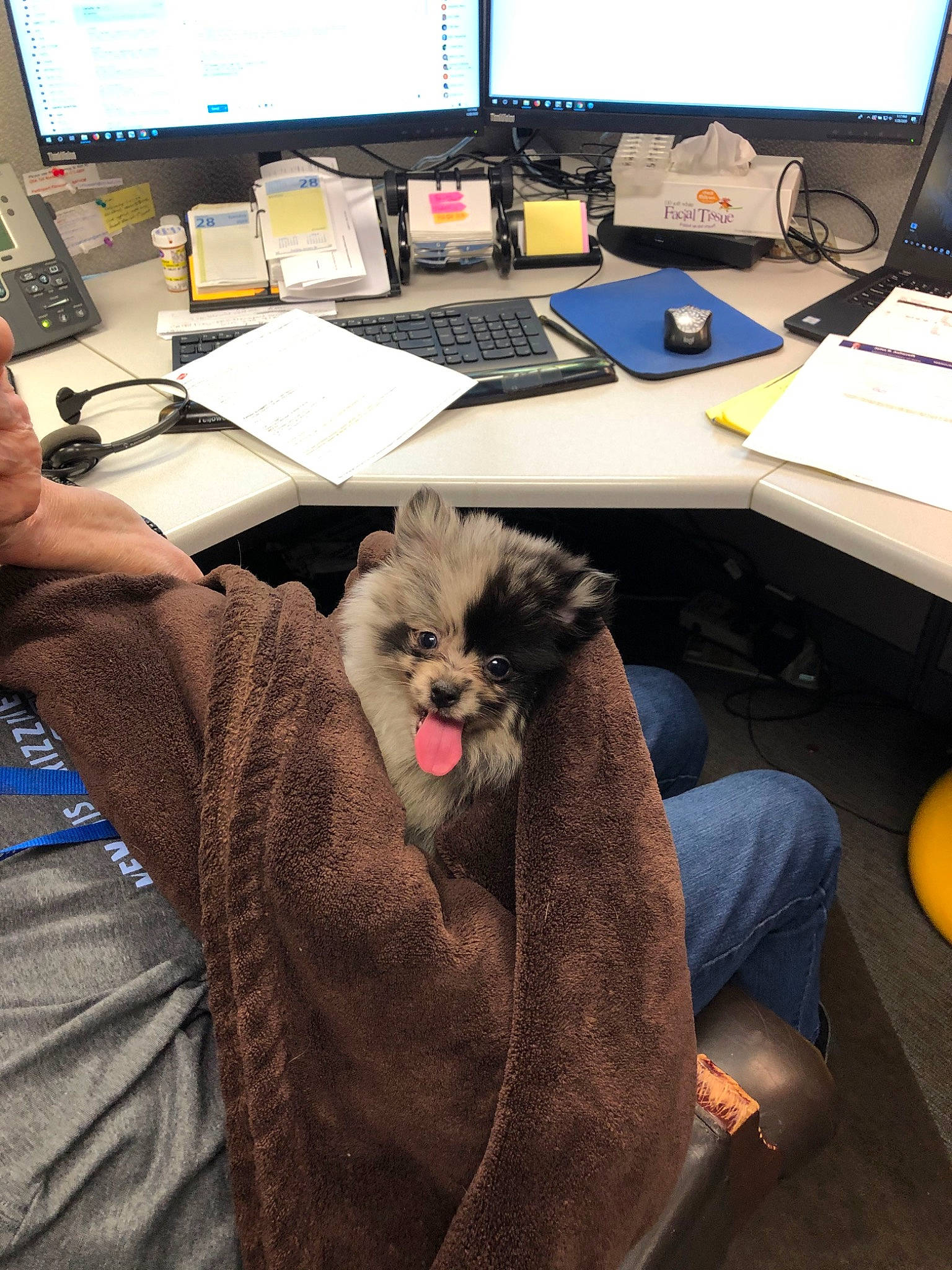 Maya joined the competition — help win amazing prizes! carnivore, cat, desk, electronic_device, felidae, fur, furniture, hand, kitten, lap, small_to_medium_sized_cats, table, technology, whiskers