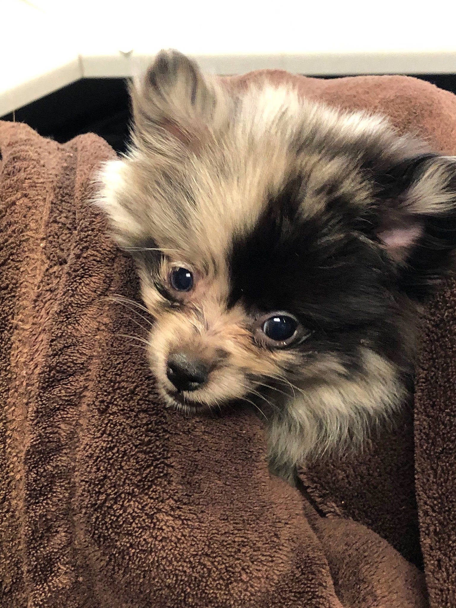 Maya joined the competition — help win amazing prizes! canidae, carnivore, companion_dog, dog, dog_breed, fawn, fur, mammal, morkie, non_sporting_group, pomeranian, puppy, rare_breed_dog, snout, spitz, toy_dog, vertebrate, whiskers