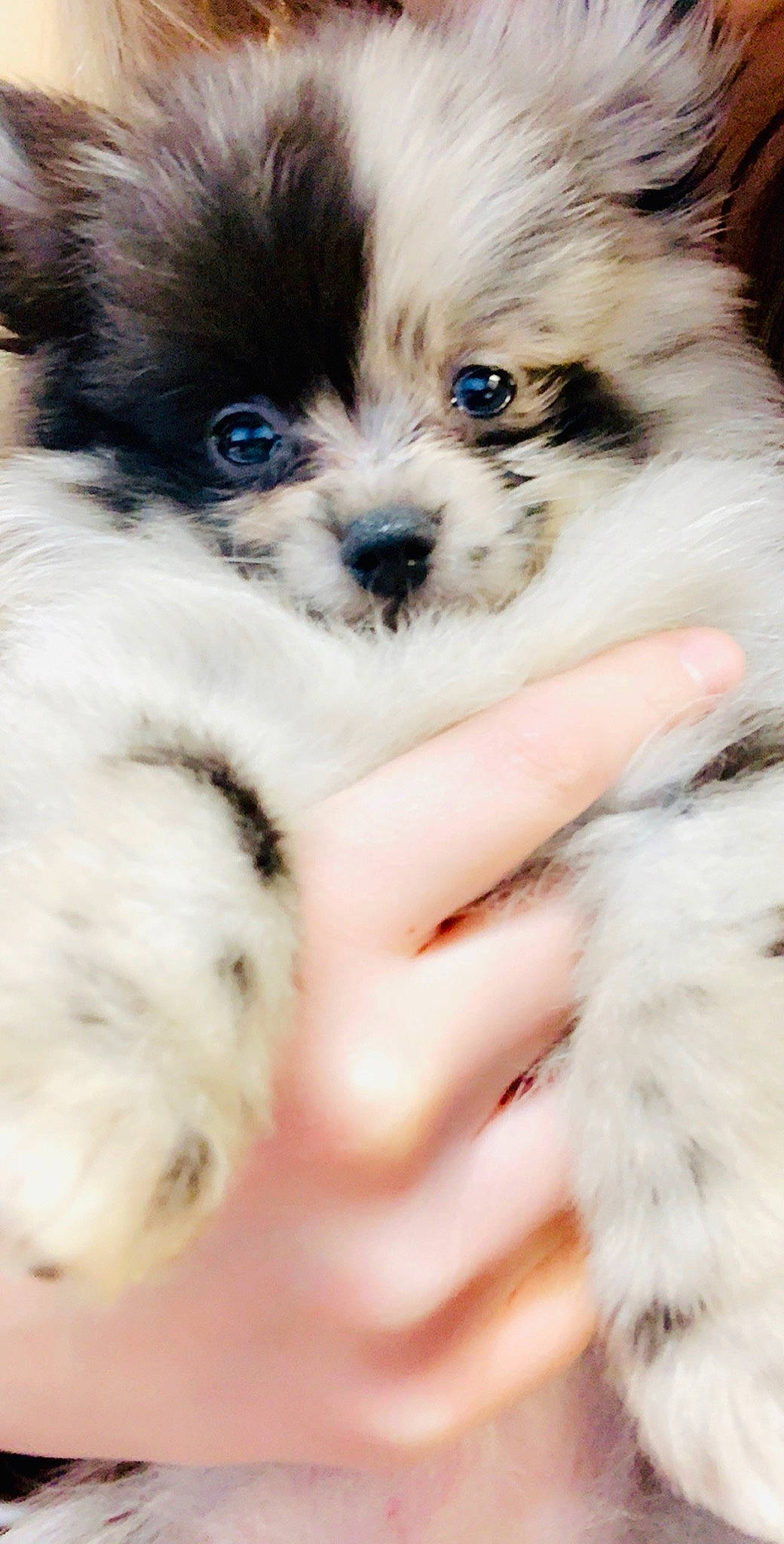 Maya joined the competition — help win amazing prizes! canidae, carnivore, chinese_imperial_dog, companion_dog, dog, dog_breed, mal_shi, maltepoo, mammal, morkie, nose, pomeranian, puppy, rare_breed_dog, shih_tzu, skin, snout, sporting_group, toy_dog, vertebrate