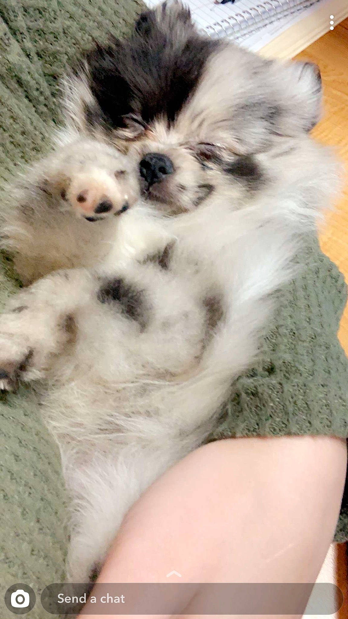 Maya joined the competition — help win amazing prizes! canidae, carnivore, companion_dog, dog, dog_breed, fawn, mammal, non_sporting_group, pomeranian, puppy, rare_breed_dog, skin, spitz, sporting_group, toy_dog, vertebrate