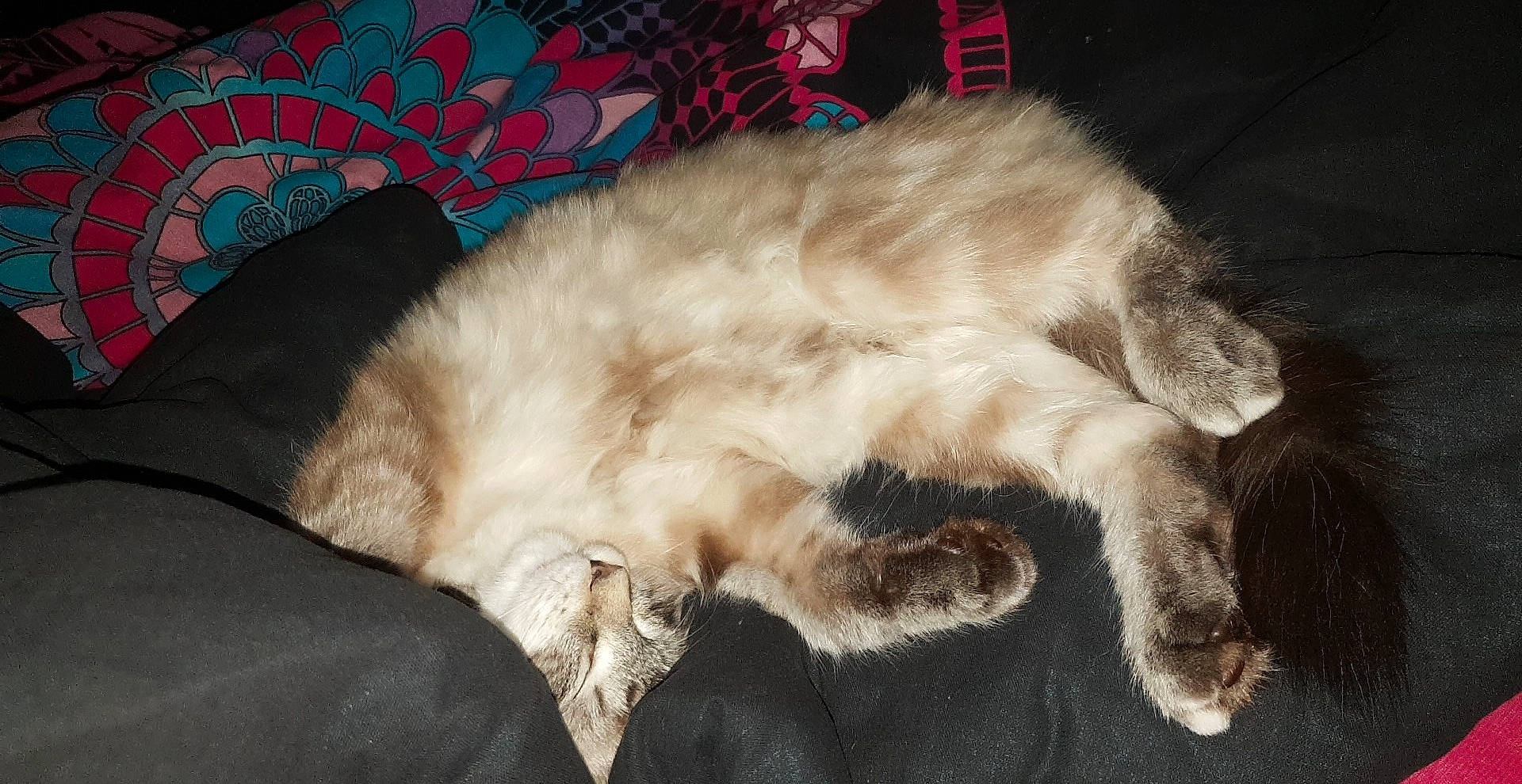 Momo participe au concours pour gagner de l'argent avec cette photo : carnivore, cat, claw, domestic_long_haired_cat, fawn, felidae, fur, nap, paw, small_to_medium_sized_cats, tail, whiskers