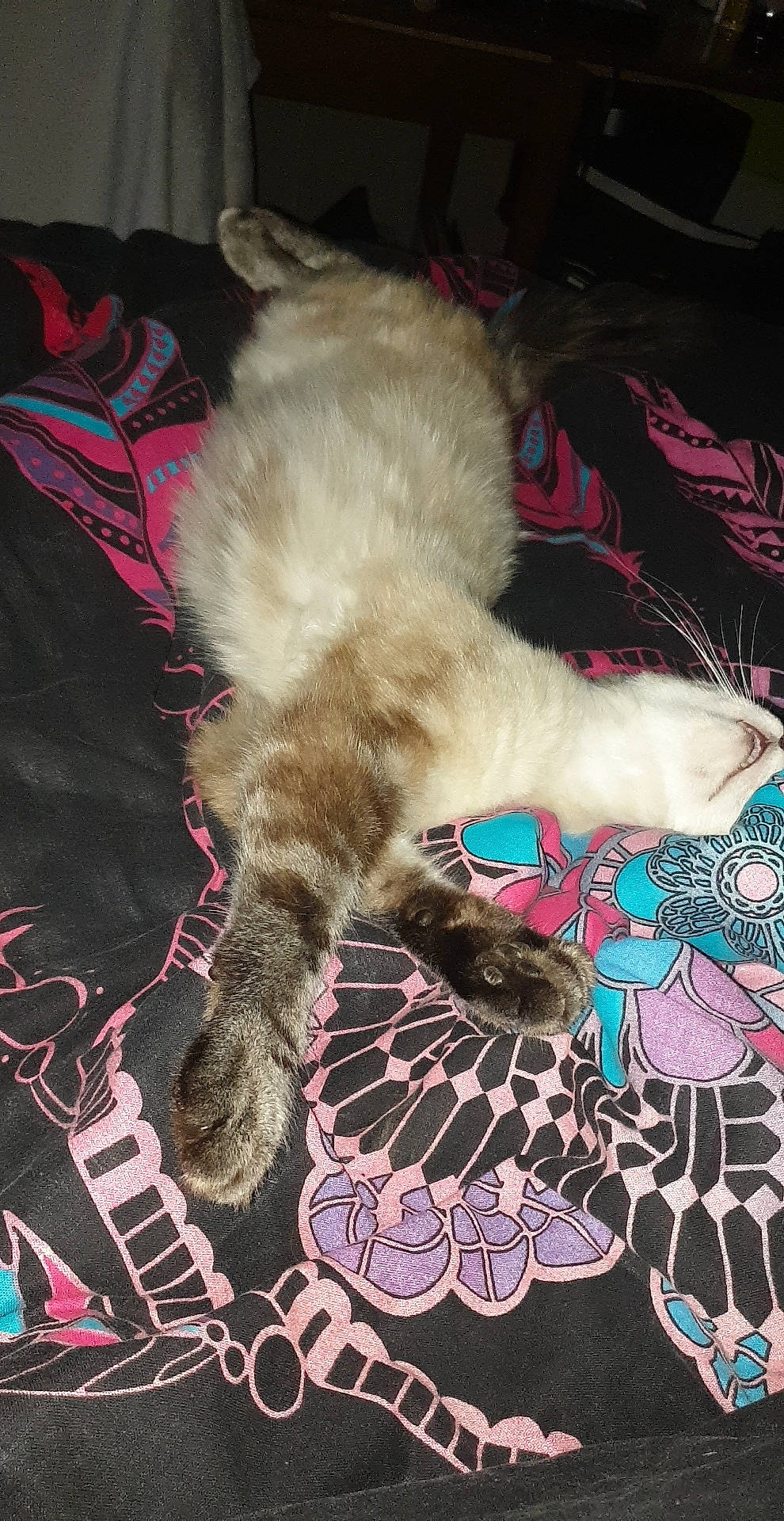 Momo a rejoint le concours — aidez-le/la à gagner de superbes lots ! american_curl, carnivore, cat, claw, domestic_long_haired_cat, fawn, felidae, fur, kitten, mammal, norwegian_forest_cat, persian, ragamuffin, small_to_medium_sized_cats, tail, whiskers