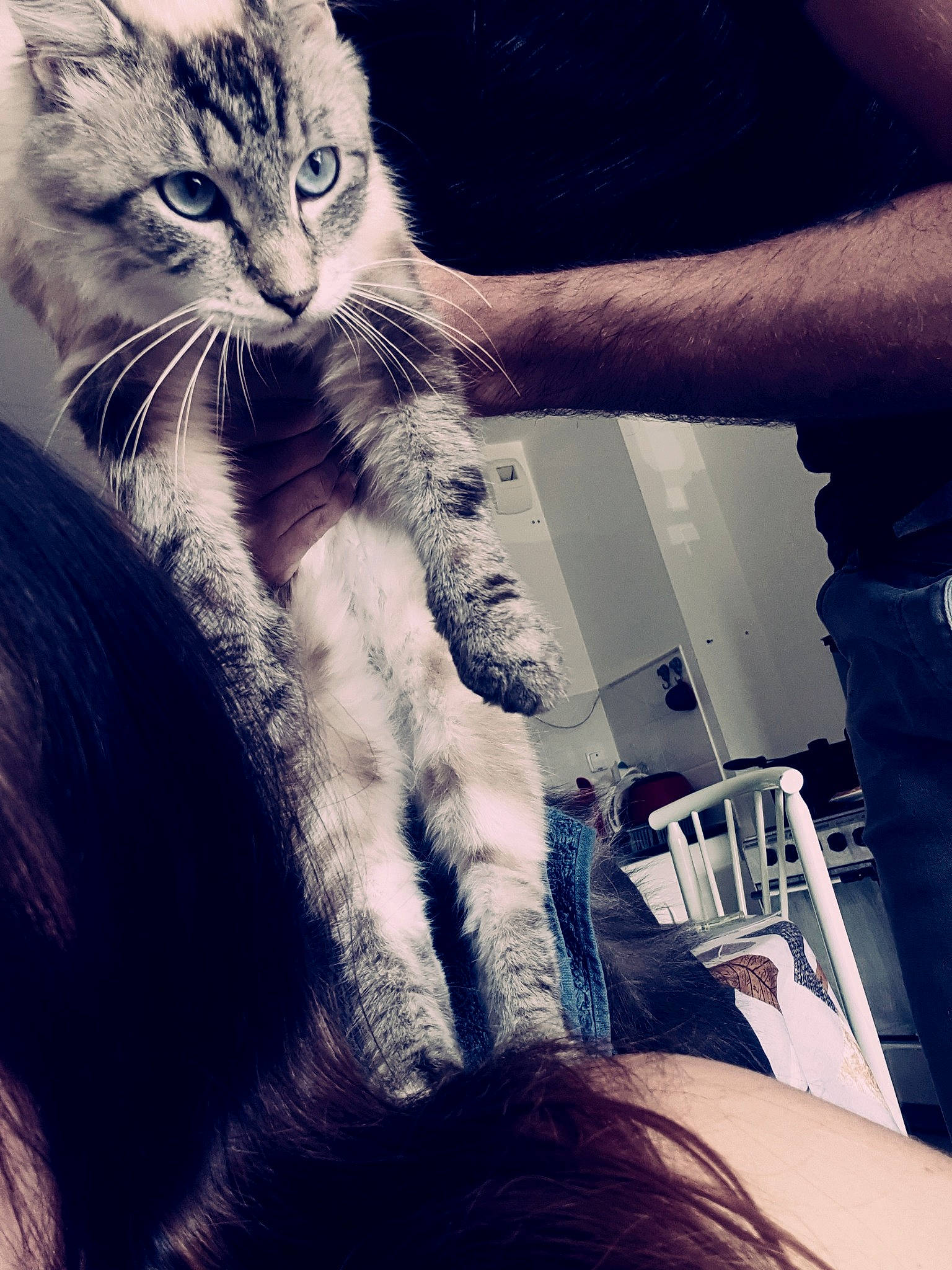 Momo a rejoint le concours — aidez-le/la à gagner de superbes lots ! arm, asian, black_and_white, carnivore, cat, domestic_short_haired_cat, ear, european_shorthair, eye, felidae, fur, hair, hand, kitten, leg, long_hair, maine_coon, small_to_medium_sized_cats, tabby_cat, whiskers