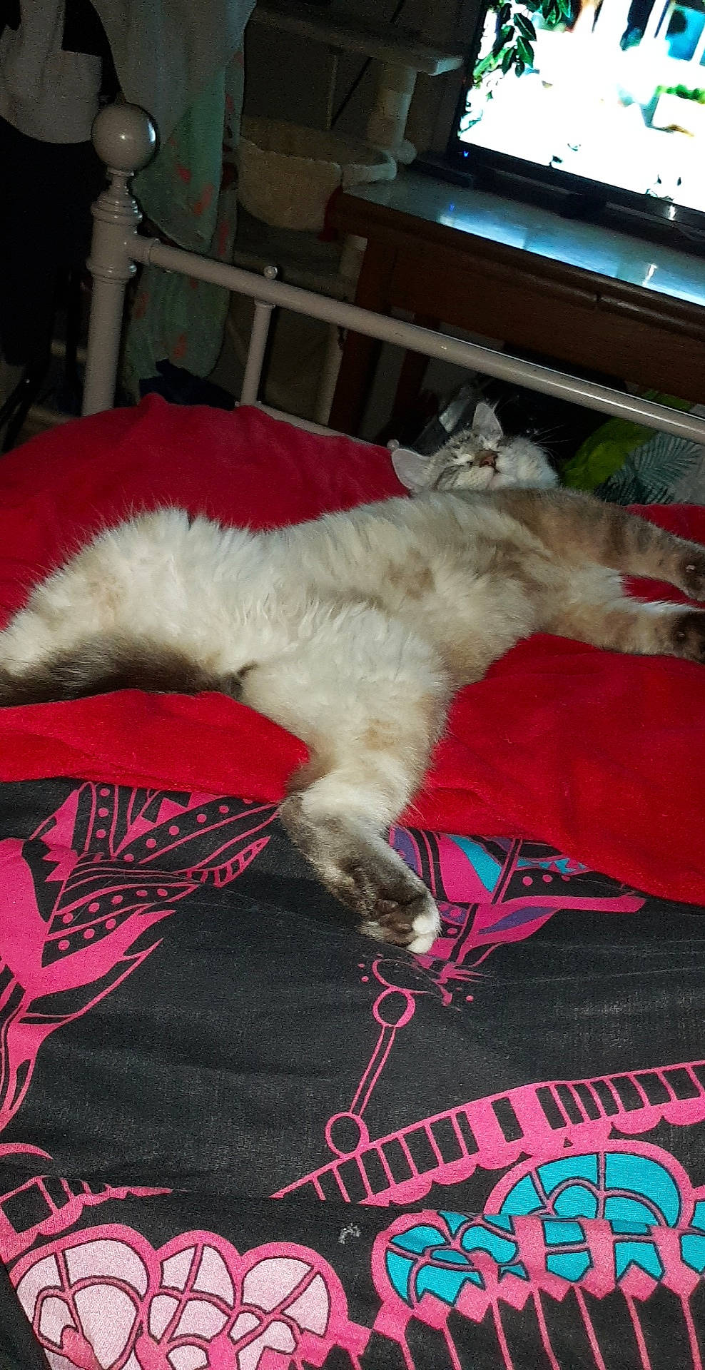 Momo a rejoint le concours — aidez-le/la à gagner de superbes lots ! canidae, carnivore, cat, dog_breed, felidae, fur, small_to_medium_sized_cats, tail