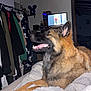 animal, bed, blanket, clothes, cozy, dog, ears, fur, furniture, german_shepherd, hanger, indoor, mouth, pet, relaxed, room, side_view, sleeping_area, television, tongue