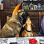 Attila a rejoint le concours — aidez-le/la à gagner de superbes lots ! affection, animal, brown, canine, collar, cozy, decorative_plates, dining_table, dog, domestic, food, furniture, indoor, jars, kitchen, pets, table, tablecloth, two_dogs, wooden_furniture