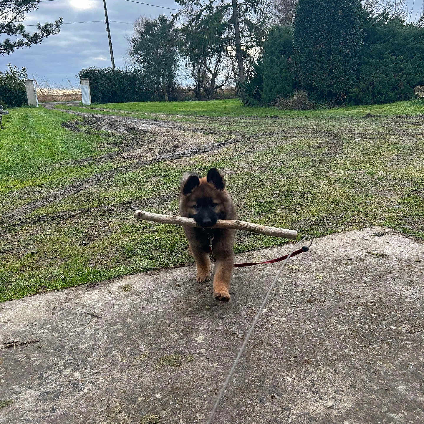 Attila participe au concours pour gagner de l'argent avec cette photo : accessories, animal, canine, dog, grass, land, nature, outdoors, park, path, pet, plant, puppy, soil, strap, terrier, tree, vegetation, woodland, yard